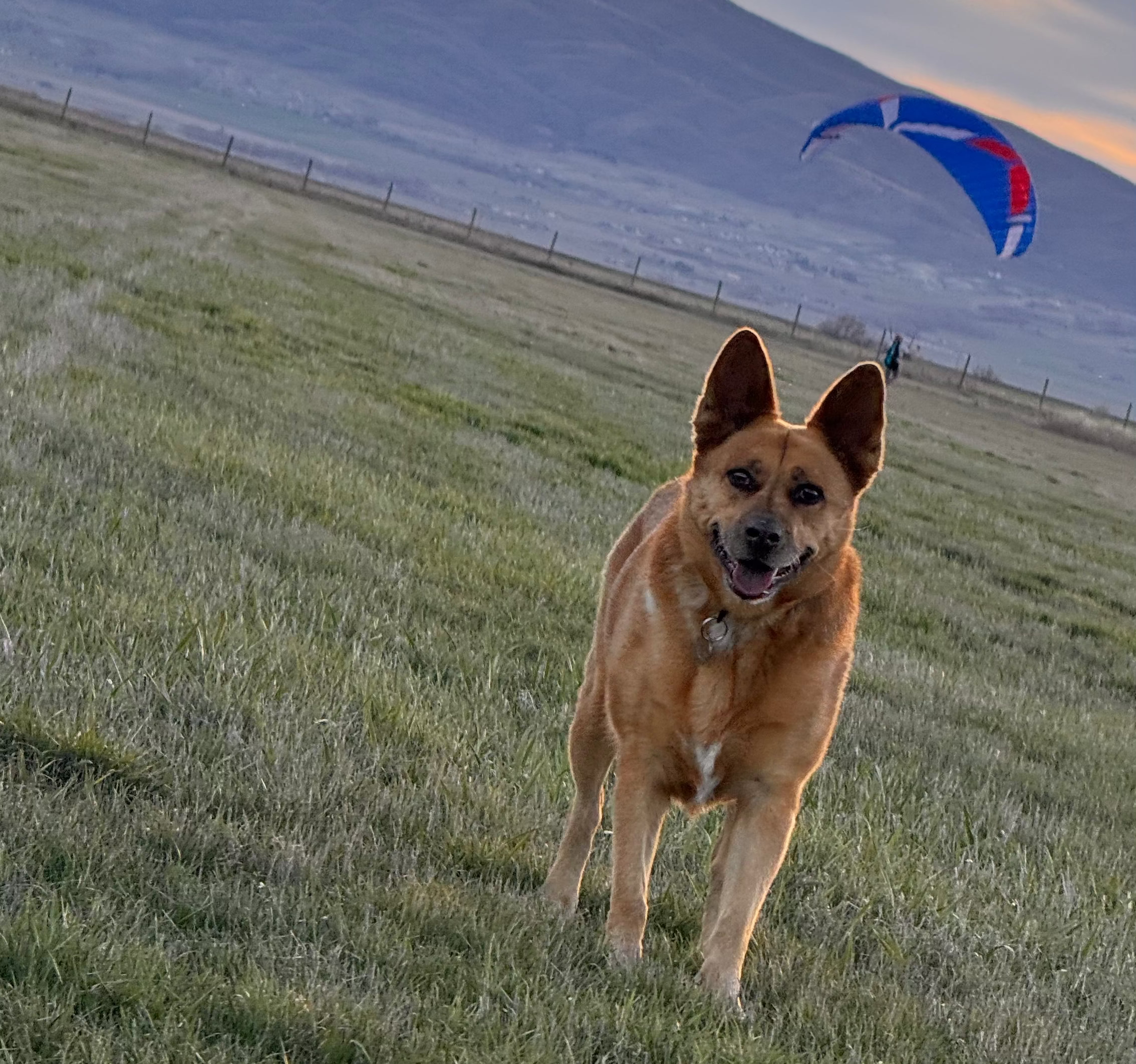 Dog running in a field with mountains and a paraglider in the background